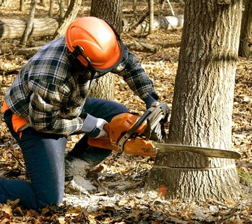 Tree Removal in Dallas, TX